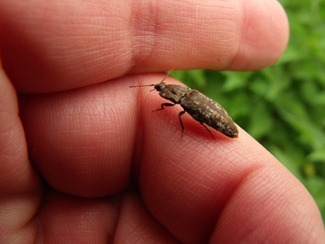 Elateridae appenninico (Agrypnus murinus)